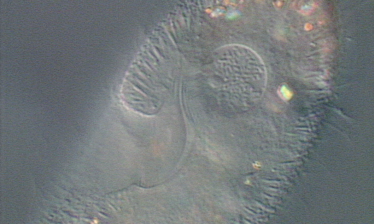 Les Protozoaires - Alimentation des Protozoaires - 2mn 39s